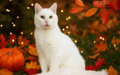 Já jsem hluchý Bílek a tohle je můj podzimní příběh