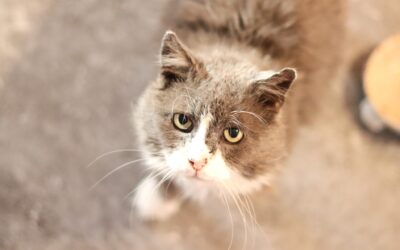 Jmenuji se Faust a mám FeLV