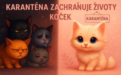 Karanténa zachraňuje životy koček
